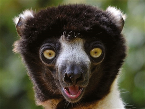 Days Out inthe Cotswolds | Cotswold Wildlife Park