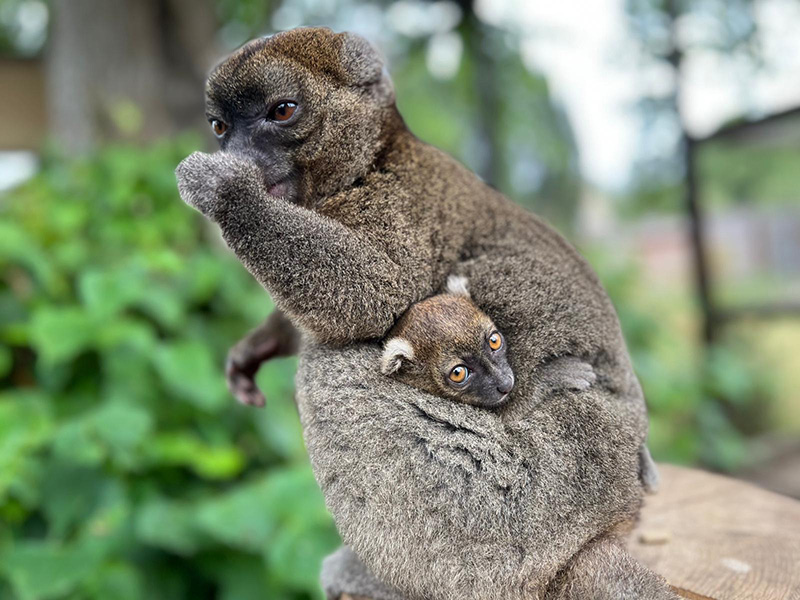 Days Out in the Cotswolds | Cotswold Wildlife Park