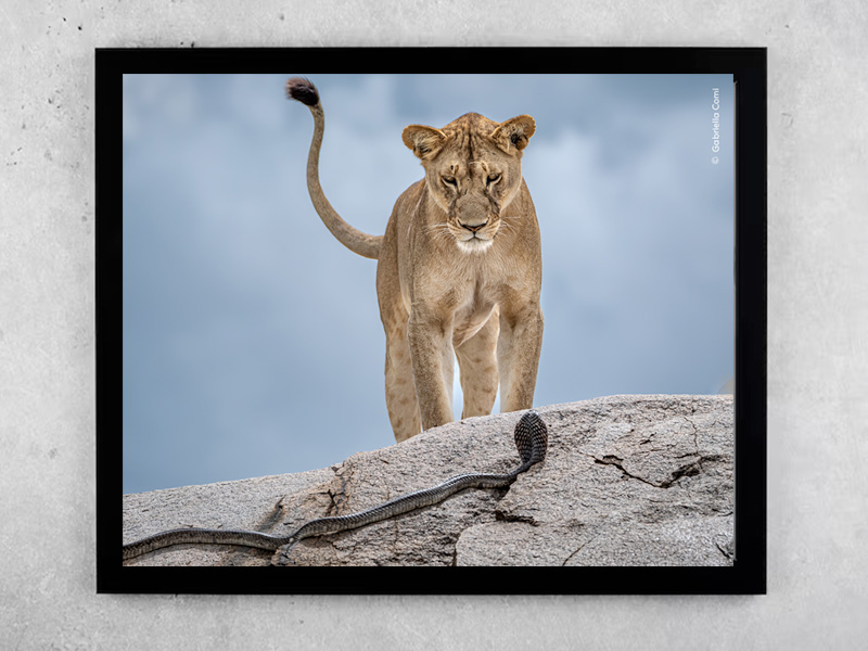 Wildlife Photographer of the Year Exhibition Returns to Nature in Ar images