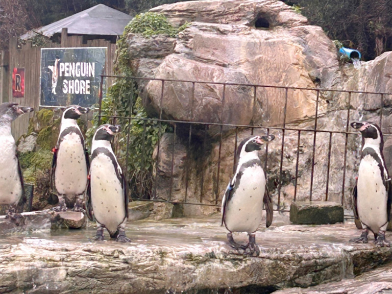 Humboldt penguins at Birdland