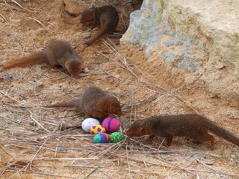 easter fun at Cotswold Wildlife Park