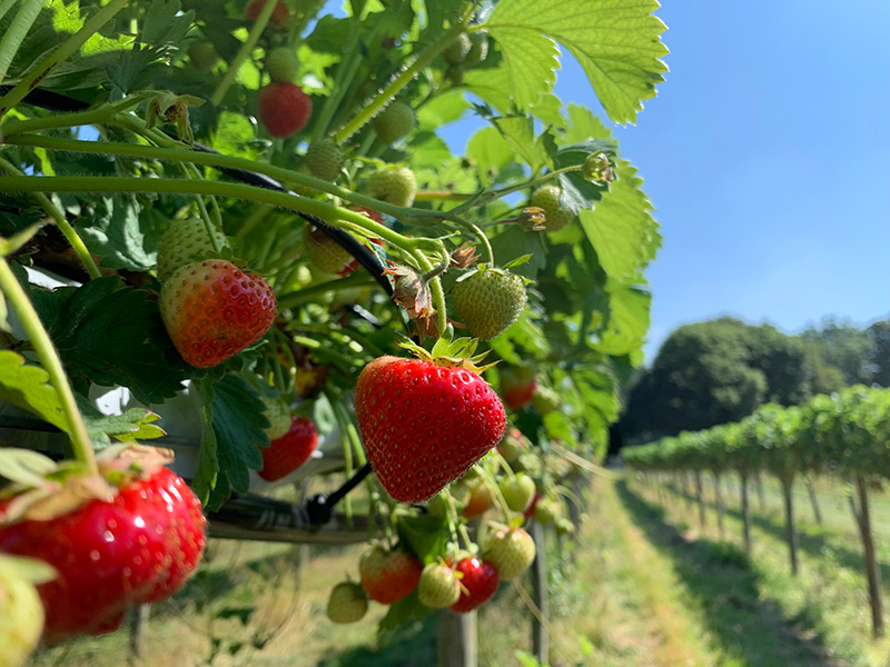 Strawberries at Primrose Vale