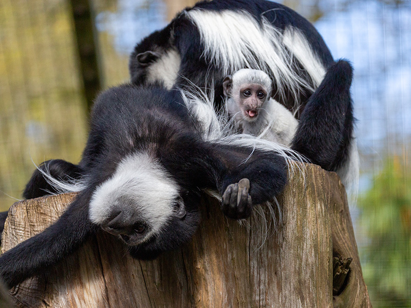 New Colobus Monkey baby Dubu with mum Lexi. Photo credit: Philip Joyce