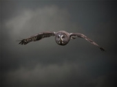 Review of a Winter Owl Evening at the International Centre for Birds of Prey