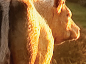 Winner of the 2009 Explore Gloucestershire Photography Competition