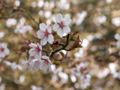 Spring at Westonbirt