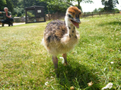 Cotswold Wildlife Park
