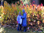 Autumn at Westonbirt Arboretum