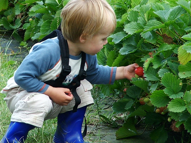 Pick your own strawberries