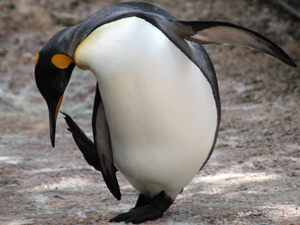 King Penguins