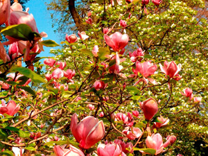 Westonbirt events