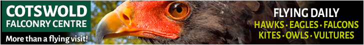 Things to do in the Cotswolds | Cotswold Falconry Centre