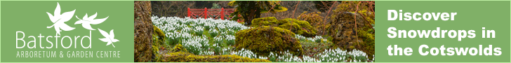 Snowdrops in the Cotswolds