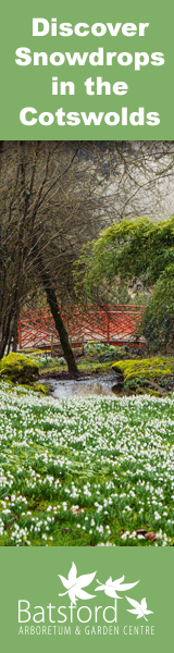 Snowdrops in the Cotswolds