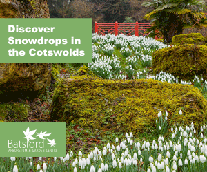 Snowdrops in the Cotswolds