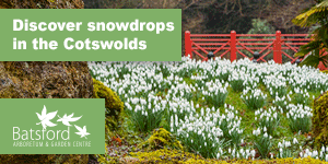 Snowdrops in the Cotswolds