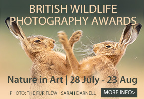 Things to do this summer in Gloucester | Nature in Art exhibitions