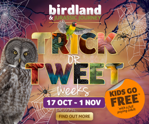 October half term events in the Cotswolds | Halloween events at Birdland