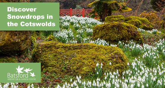 Cotswolds Whats On, Events and Places - Click to view