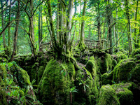 Puzzlewood